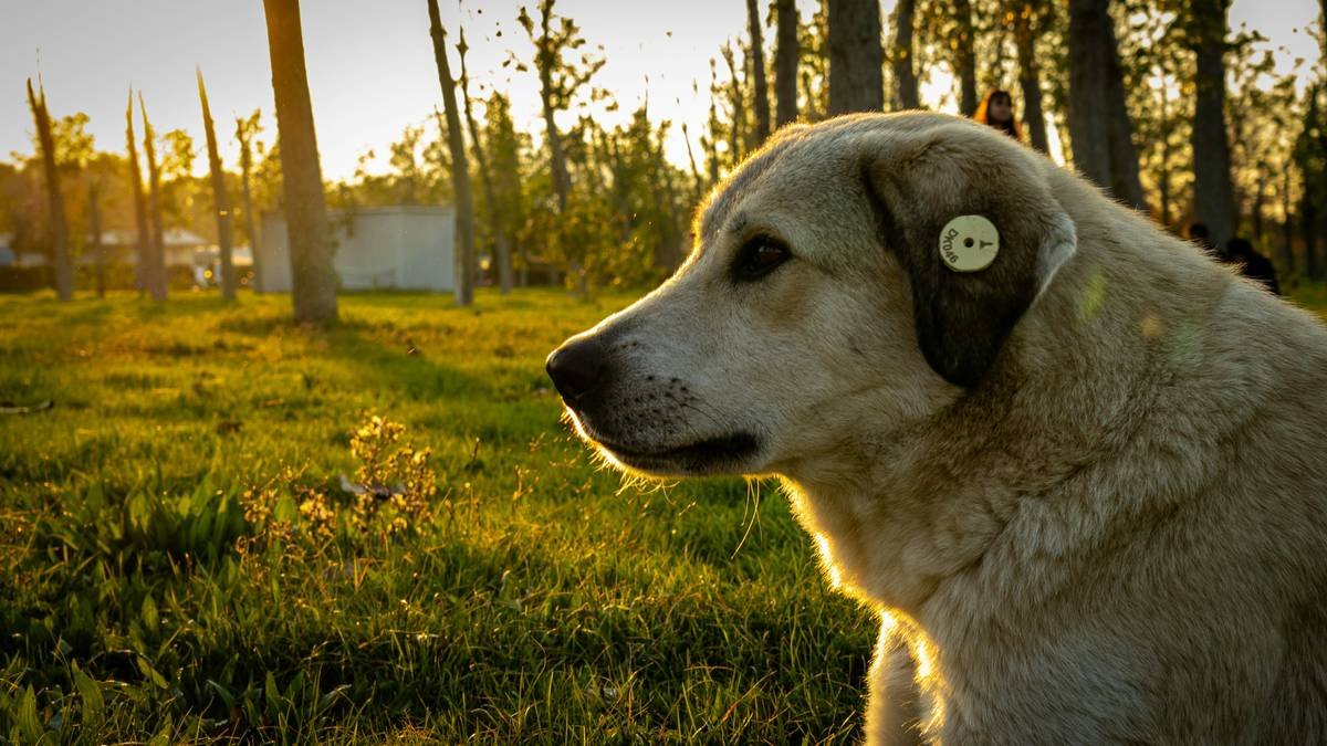 Infographic showing 5 core visual commands for deaf dogs: sit, stay, come, down, and watch me—with hand positions and reward timing