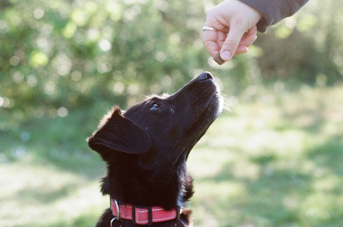 Infographic showing 5 essential hand signals for deaf dogs: sit (flat palm down), stay (open palm forward), come (sweeping arm toward chest), down (finger pointing down), watch me (point to eye then dog)