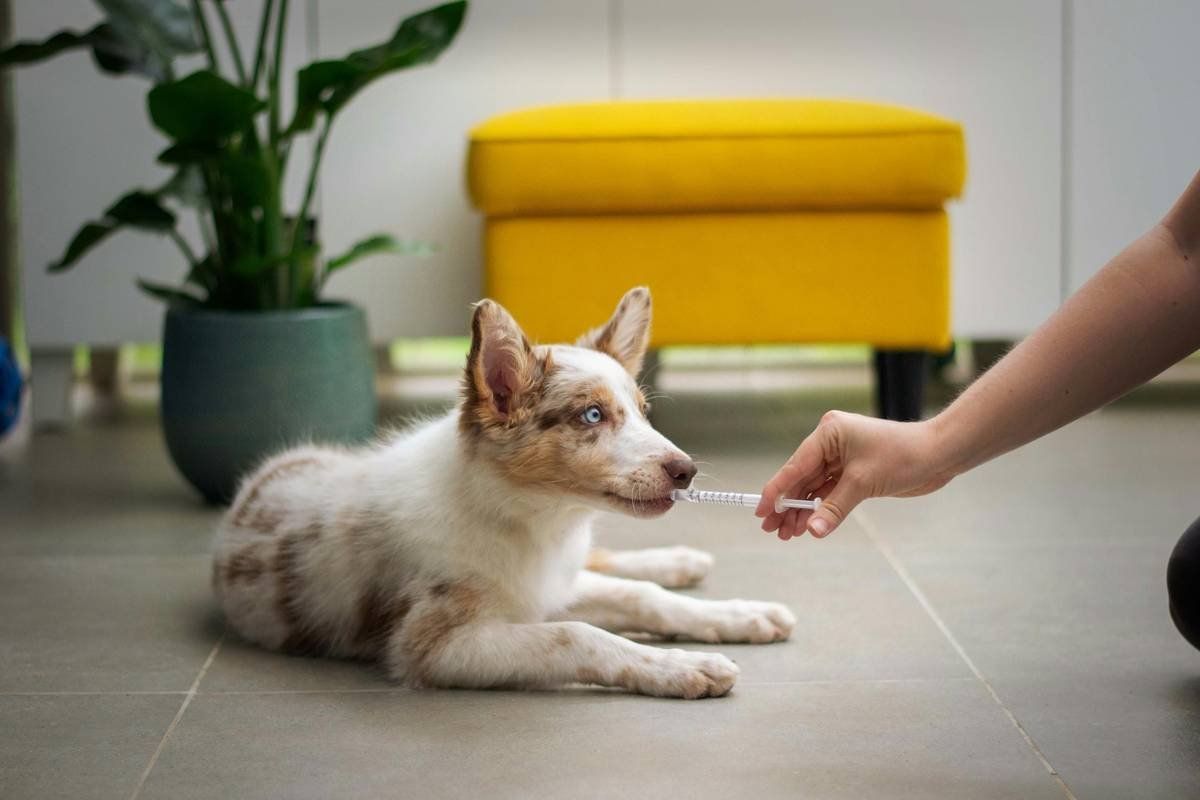 Infographic showing 5 essential hand signals for deaf puppy training: sit (flat palm down), stay (open hand forward), come (sweeping arm toward chest), yes/good (thumbs up), no/stop (flat hand slicing air)