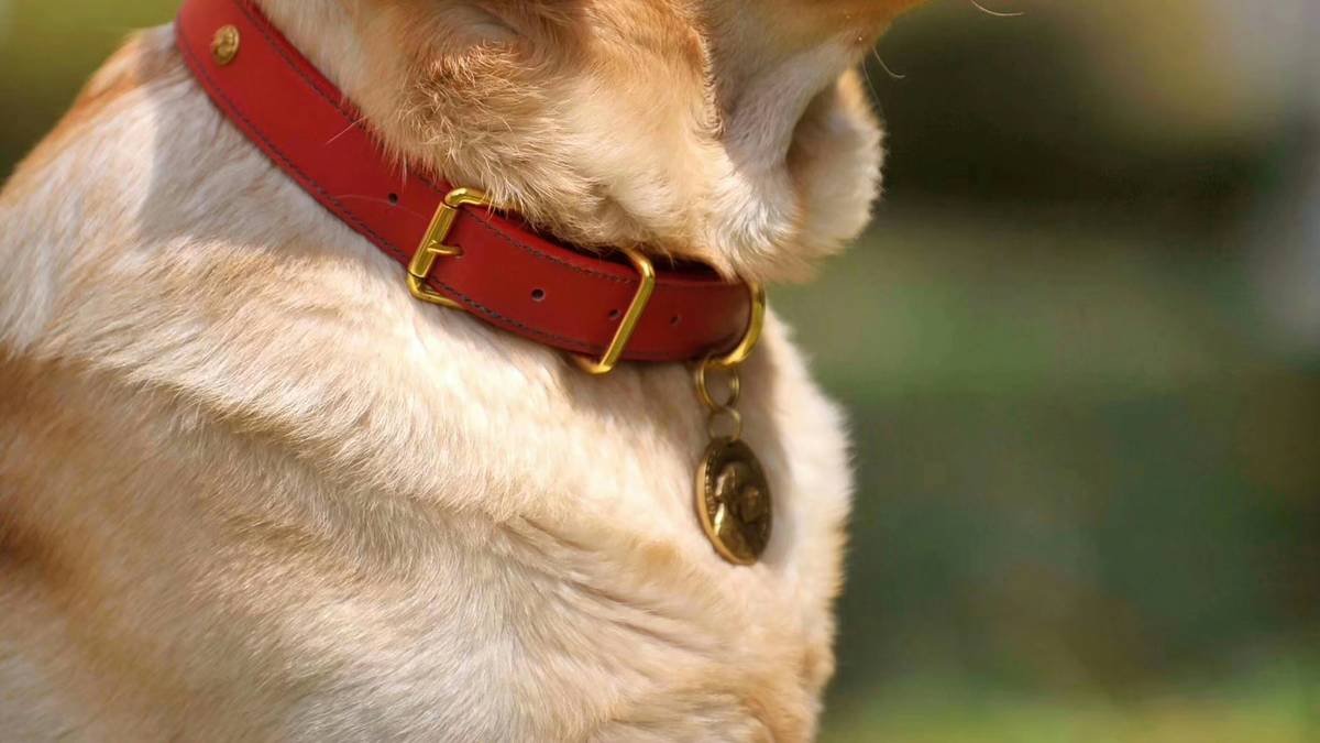 Infographic showing comparison between shock collar vs vibration collar effects on deaf dog stress levels