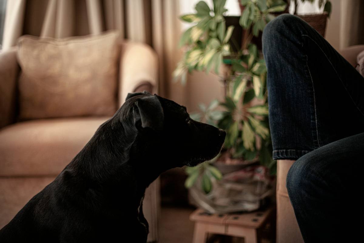 Infographic showing key differences between hearing and deaf dog training: visual cues vs. verbal commands, vibration alerts vs. sound, touch-based wake-up protocols