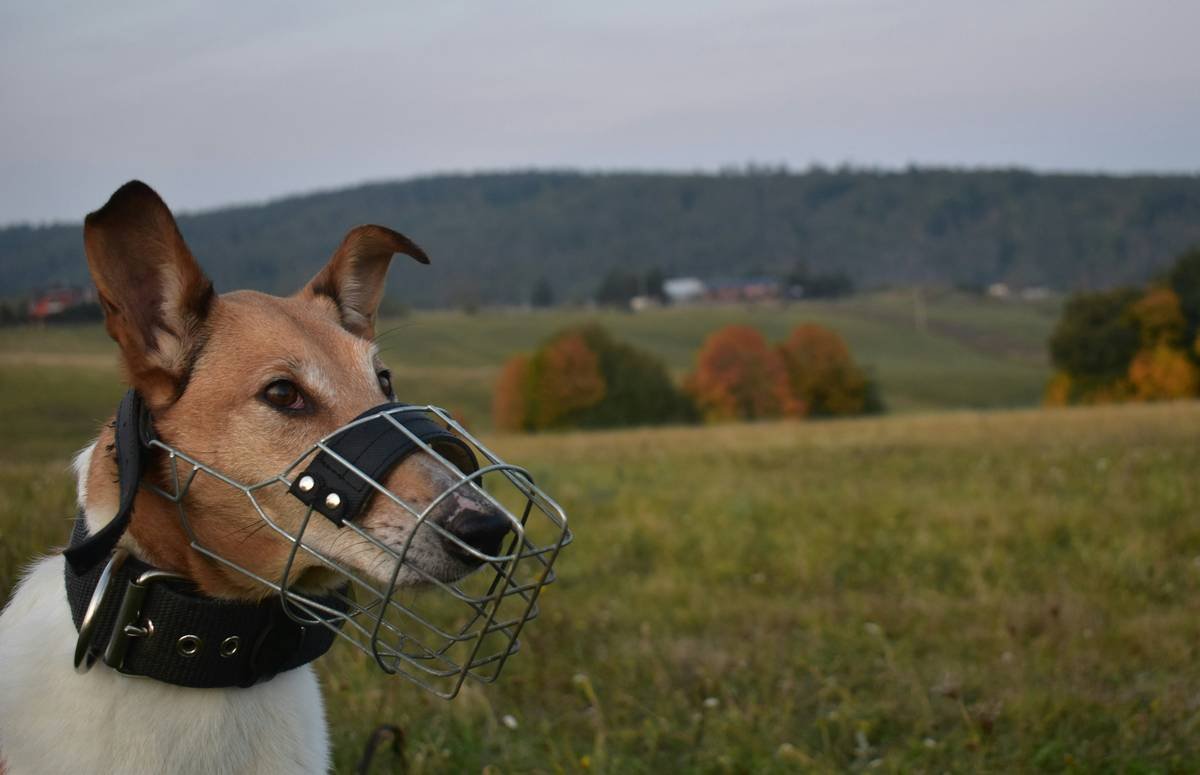 Is a Vibration Training Dog Collar the Secret to Communicating with Your Deaf Dog?