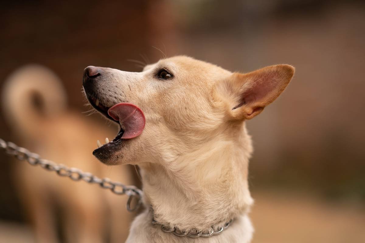 Is Your Deaf Dog Ignoring You? How the PetSafe Vibration Dog Training Collar Can Transform Communication