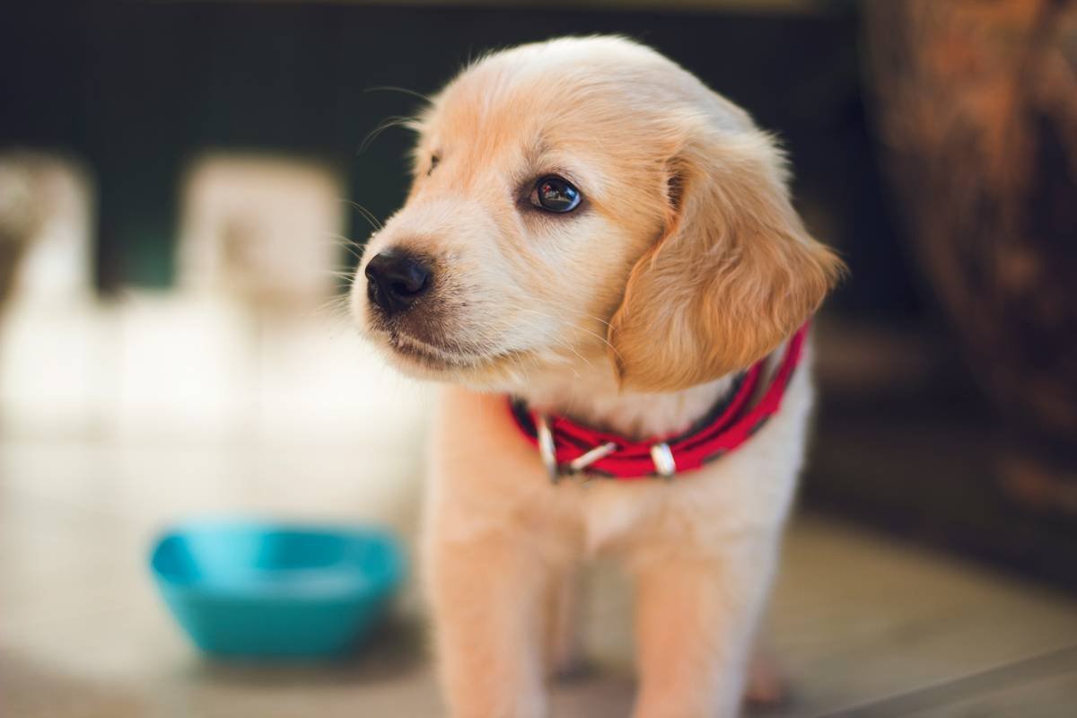 Training a Deaf Puppy: A Compassionate, Visual Guide That Actually Works