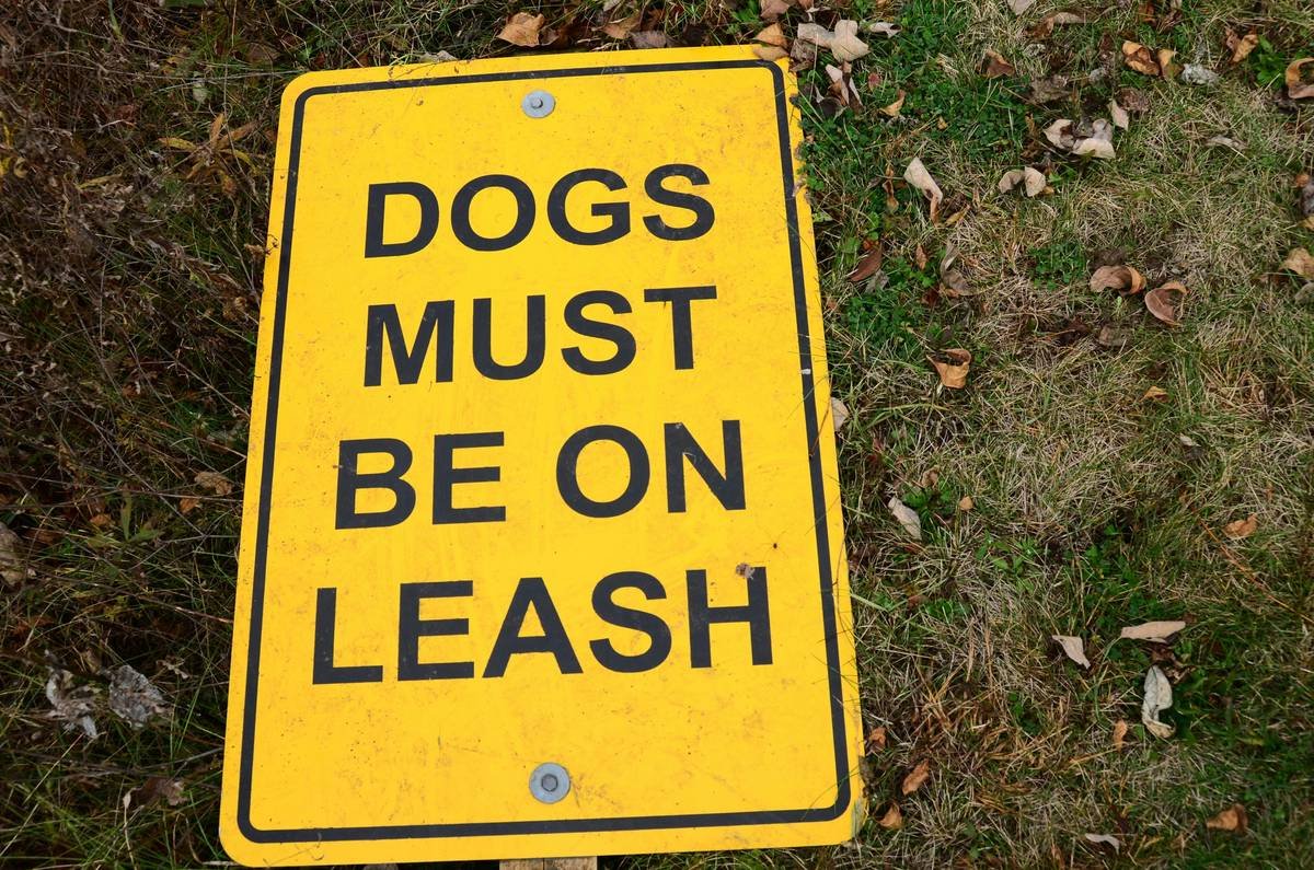 Training Deaf Dogs Commands: A Compassionate, Visual Guide That Actually Works