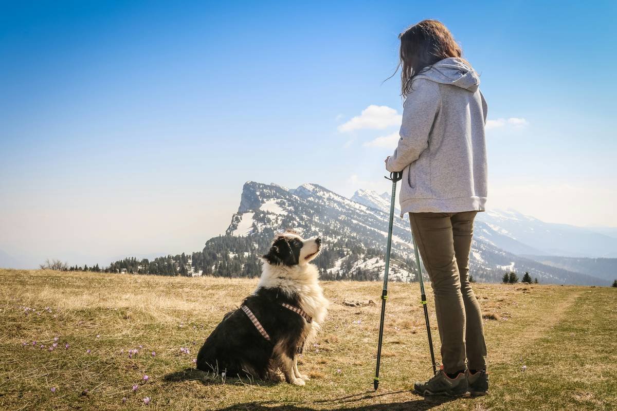 Visual Command How to Help a Deaf Dog Thrive: Expert Training Tips That Actually Work