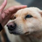 Visual Command How to Train a Deaf Dog: A Compassionate, Step-by-Step Guide That Actually Works