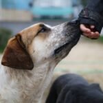 Visual Command How to Work a Deaf Dog: Train with Clarity, Confidence & Compassion