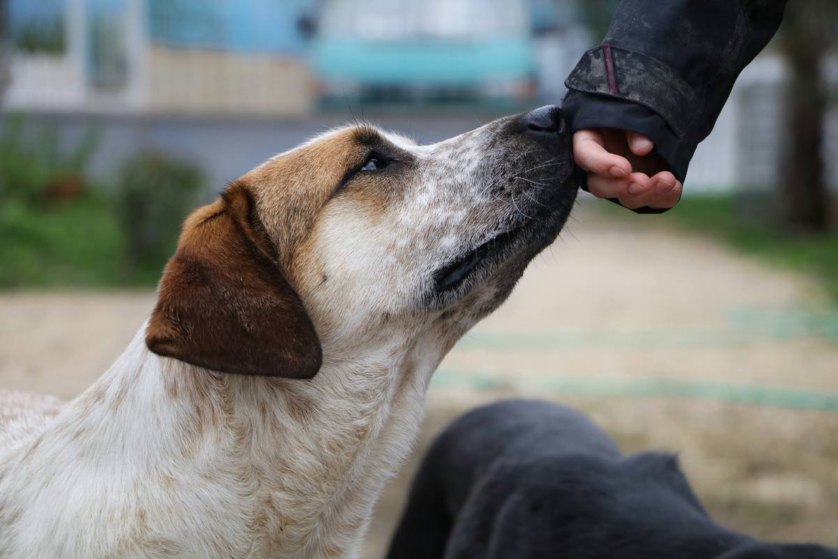 Visual Command How to Work a Deaf Dog: Train with Clarity, Confidence & Compassion