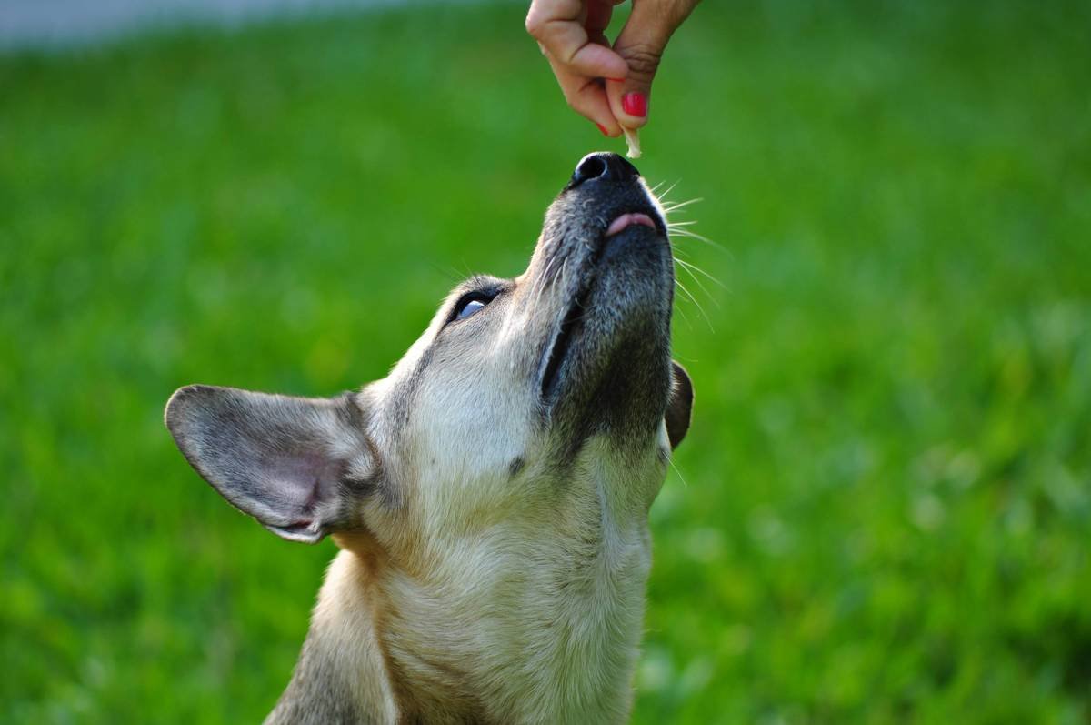10 Must-Have Deaf Dog Training Aids That Actually Work (From a Trainer Who’s Been There)