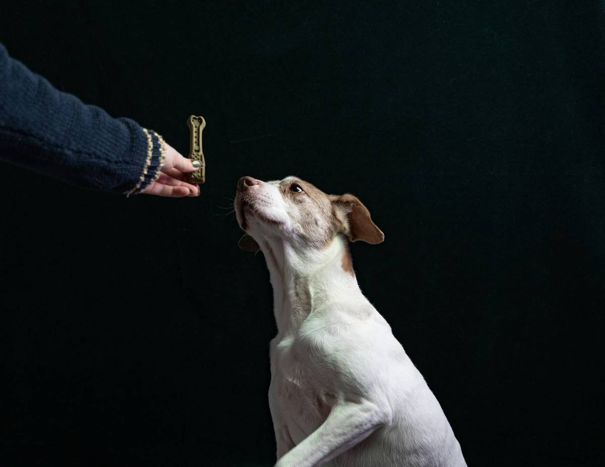 Deaf dog responding to flashlight cue during night walk with owner using community support help dog training deaf techniques