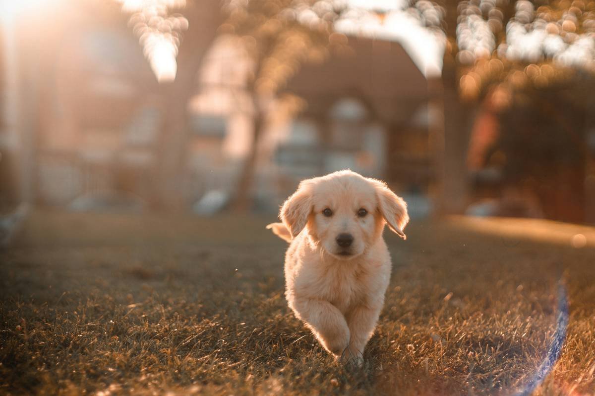 close-up of hand signals dog commands being used indoors with deaf puppy