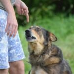 hand signals dog training chart: The Visual Command System Every Deaf Dog Owner Needs