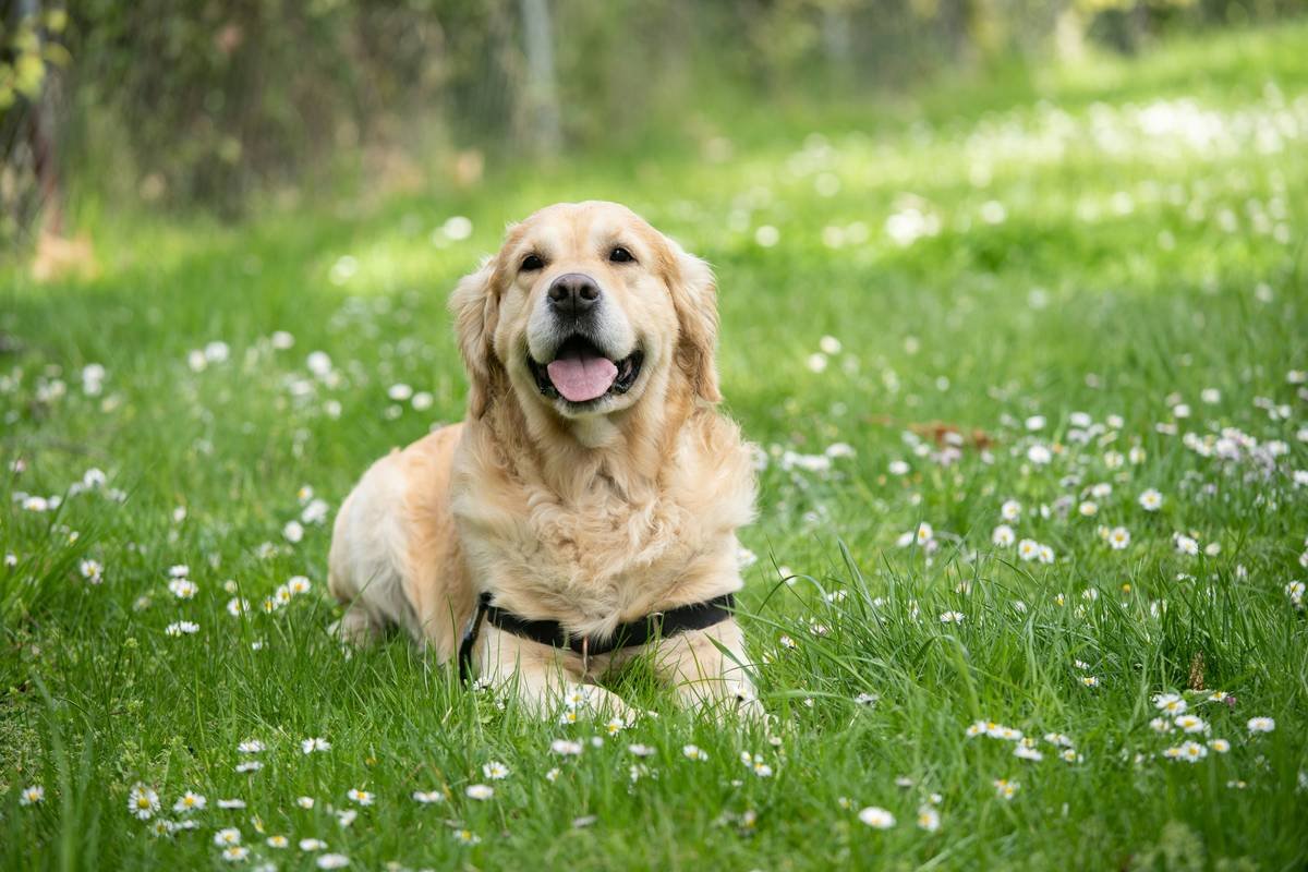 How Community Support Help Hearing Dog Deaf Owners Thrive
