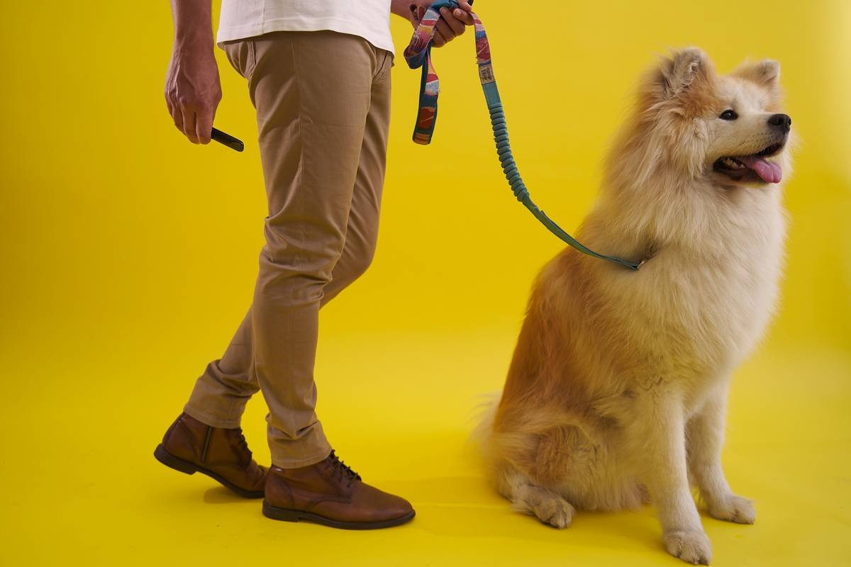 Is a Vibration Training Collar for Small Dogs the Right Choice for Your Deaf Pup?