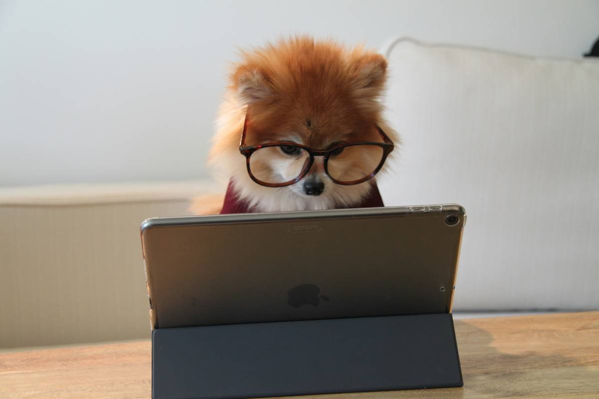 Is Your Deaf Dog Training App Actually Helping? Here’s What Most Owners Get Wrong