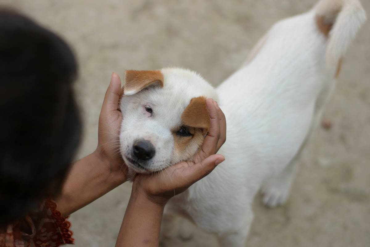 Deaf dog playing safely at park while parent engages with community support help group parent of fellow owners