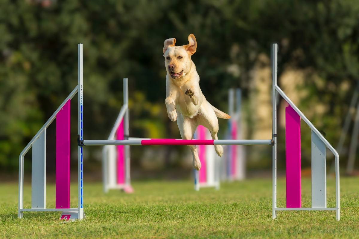 Training Deaf Dogs for Beginners: A Compassionate, Step-by-Step Guide That Actually Works
