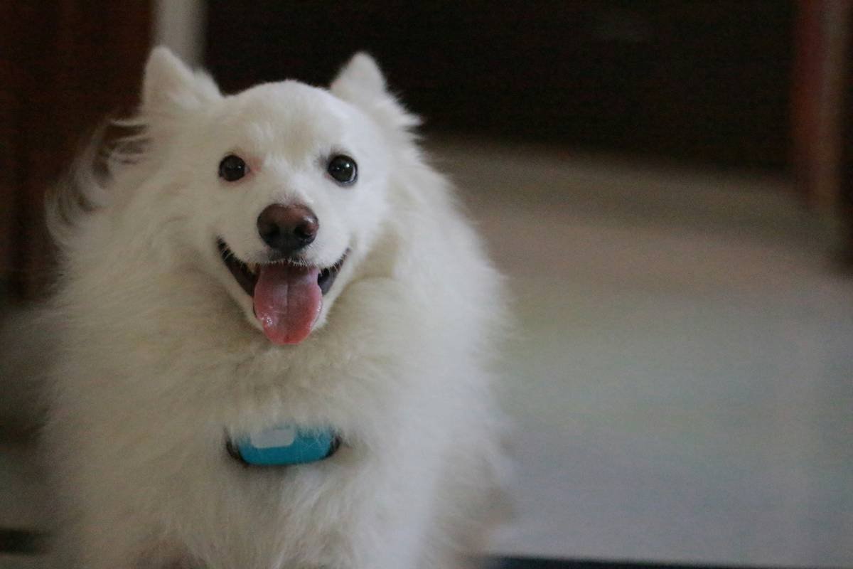 Vibration Training Dubai: A Complete Guide for Deaf Dog Owners