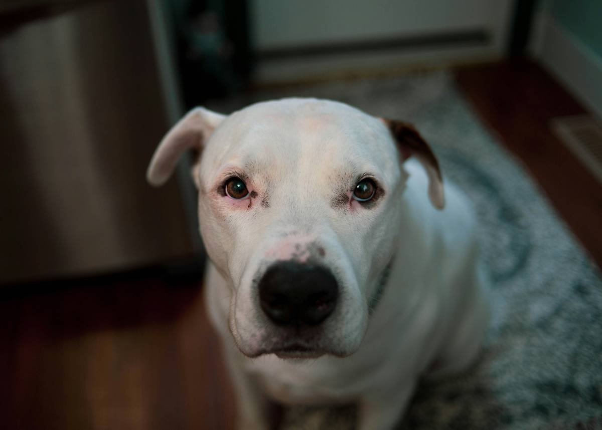 Community Support Help Can a Deaf Dog Thrive? 7 Proven Ways to Avoid Costly Mistakes