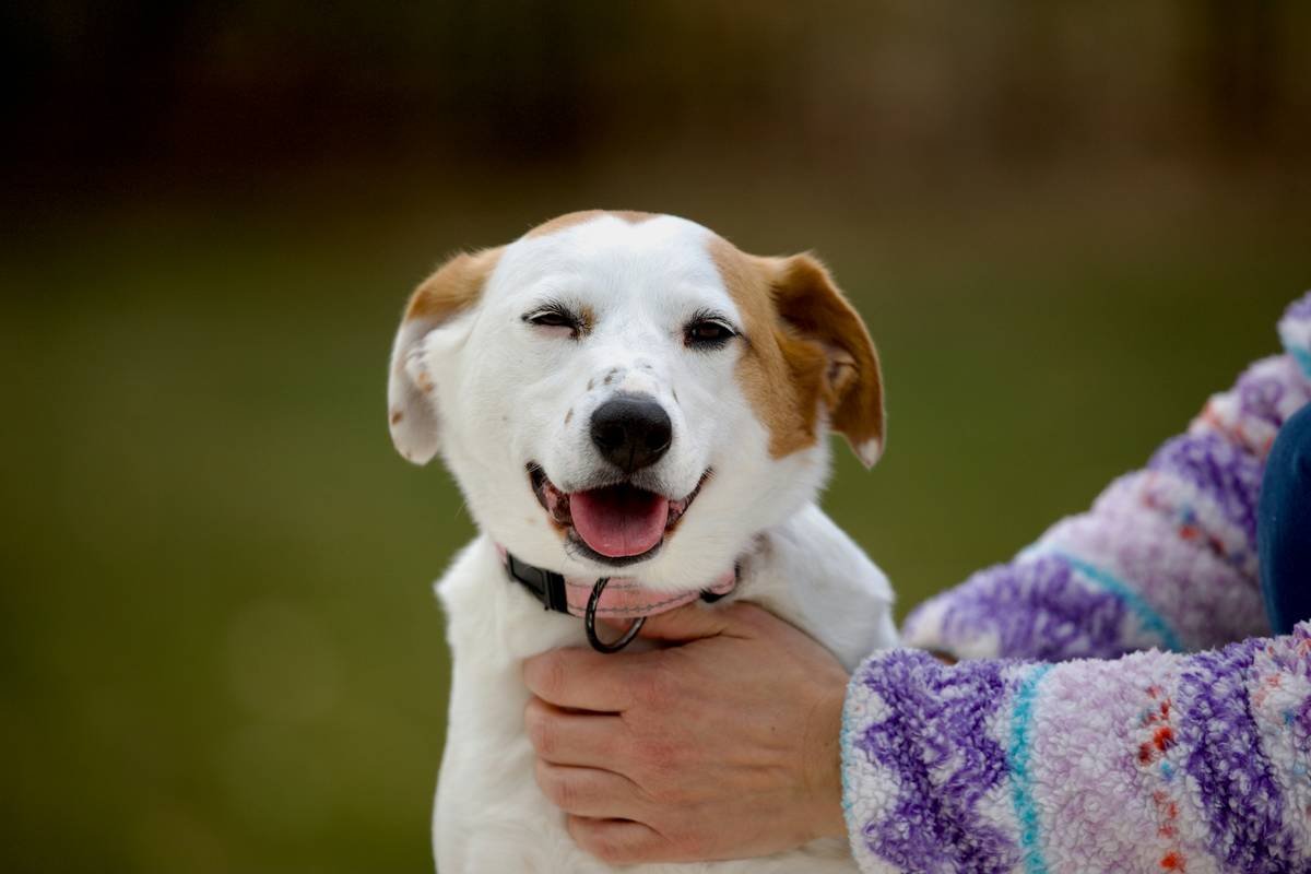 Deaf dog responding to hand signal with group of supportive owners nearby, community support help can a deaf