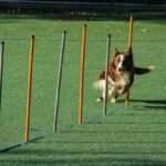 Deaf Dog Training Help Owners Community: 7 Proven Ways to Avoid Costly Mistakes