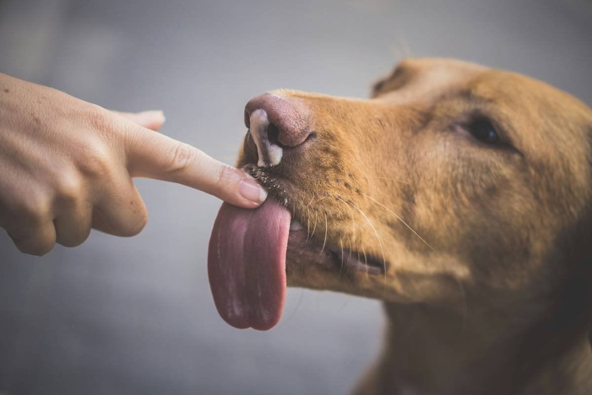 Deaf dog responding to hand signal during training session, community support help how do deaf