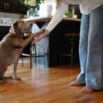 Vibrational Cue Help How Do You: 7 Proven Ways to Avoid Painful Training Mistakes