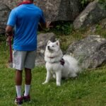 Deaf Dog Training Help Share Experience: 7 Proven Ways to Avoid Costly Mistakes